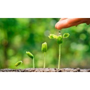 Регулятори росту