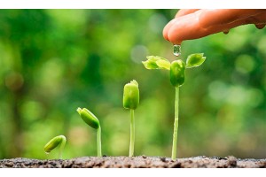 Регулятори росту